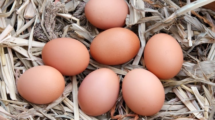 مرغ تخمگذار در شهرکرد - سپید طیور
